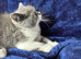 Top pedigree bsh kittens chunky big smiles ready now
