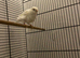 Male Recife Canary