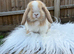 Mini lop doe