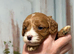 Large F1 Cavapoo lad 1.5 years Bi-eyed blue Merle   5* Council reg&rsquo;d