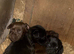 Patterdale terrier pups