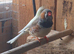 Canaries