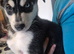 Siberian husky puppies