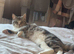Grey tabby cat rehoming
