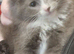 Beautiful grey kittens