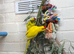 Beautiful young pair of kakarikis