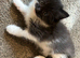 Maine coon cross kitten
