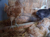 Chamois Polish chickens