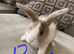 Baby lops ready for there forever homes 21st may