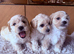 Gorgeous Maltipoo puppies