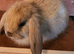 Mini lop
