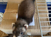 Micro Ferrets unrealated got together