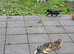 Kitten ready to go