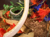Enchi Clown Male