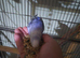 Male and female budgie
