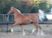Quality Yearling Filly