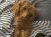 Goldendoodle