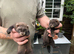 Eu ferrets