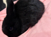 baby mini lops