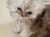 Confident healthy dollface chinchilla Persian kittens