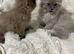 Two beautiful ragdolls