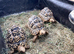 Male Leopard tortoise 8 years old.