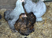 POL pekin bantam RARE coloured hens