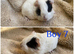 Boys and girls guineas for sale