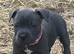 KC BLUE STAFF PUPPIES