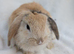 Mini lop