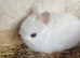 beautiful Netherlan dwarfs