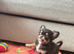 Chocolate Tri-Colour Long-Coat Chihuahua