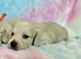 Clear cream long haired mini dachshunds