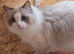 Two Beautiful TICA Ragdoll Girls - Mother & Daughter