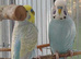 Bonded pair of young cocks