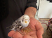 Young Budgies / Parakeets &ndash; Hand Taming Age &ndash; Healthy & Active