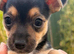 Chihuahua X Girl puppy (last girl left)
