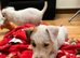 Jack Russell puppies