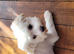 Bichon mixed