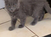 Beautiful Maine coon kittens