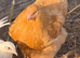 Buff Orpington pullets for sale