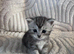 STUNNING KITTENS  Beautiful Chinchilla Persian/Siamese kittens