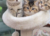Chinchilla Scottish Fold/straight kittens