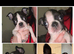 4 little Boston terrier boys