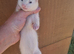 Silver jill kit- 8weeks old ready to go- Serously tame