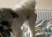 2 Years Old Male Shih Tzu Vet Checked