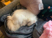 Lovely natured Persian cat