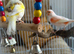 Male and female Canary for sale