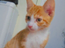 Ginger male available 3
