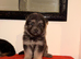 Beautiful German Shepherd Puppies